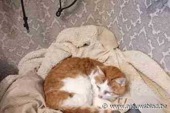 Bejaarde dove kat vermist na rit onder motorkap