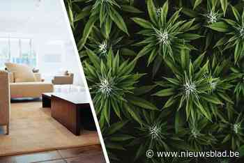 Voor de tweede keer richt koppel zich na faillissement op wietkweek: “Mijn cliënt pleegde de feiten uit financiële wanhoop, niet uit criminele overtuiging”