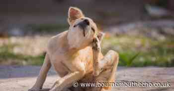 Dog owners warned of 'flesh-eating' disease affecting pets - how to spot