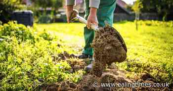 Calling all Ealing gardeners: your hospital needs you
