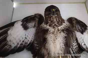 Wandelaars treffen gewonde buizerd aan: “Vogel werd beschoten met hagelgeweer”