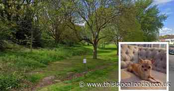 Elderly man's chihuahua has intestines ripped out in horror Bexleyheath dog attack