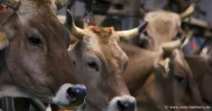 Zahl der Rinder in Bayern erneut geschrumpft