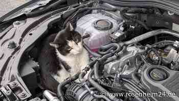 Tierischer Autobahn-Ausflug im VW Passat: Kater fährt 75 Kilometer im Motorraum mit