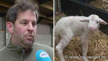 ’t Hallehof in Westmalle verwelkomt zestig lammetjes