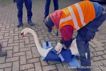 Brugse politie heeft opnieuw handen vol met verdwaalde zwaan
