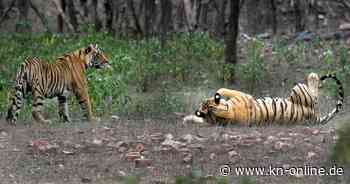 Indien: Zahl der Tiger in freier Wildbahn nimmt zu