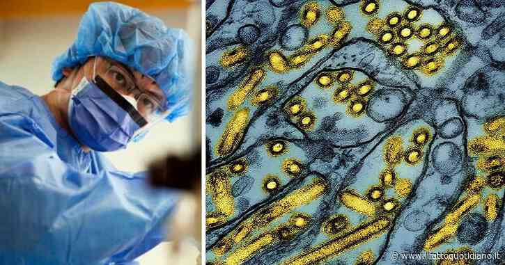 Aviaria, bovini infettati in Nevada con il virus che ha ucciso uomo in Louisiana e ridotto in fin di vita 15enne in Canada