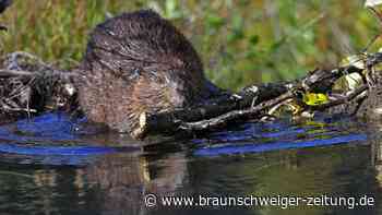 Biber entlasten Behörden – Tschechien spart 1,2 Millionen Euro