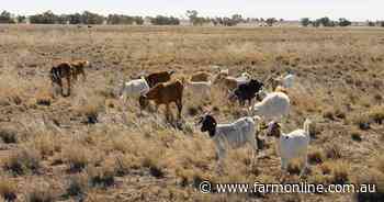 Goatmeat exports still booming in 2025 after smashing records in 2024