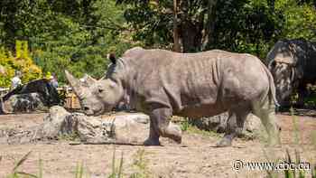 Rare white rhino born at Toronto Zoo has died