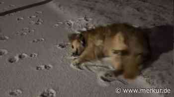 Hundehalterin weckt ihren Hund mitten in der Nacht für einen besonderen Spaziergang