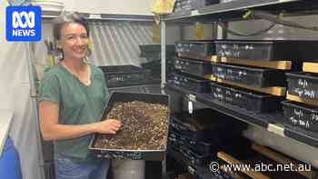 Fly larvae happy to munch on winery waste to make fertiliser