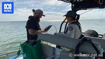 Testing finds toxic algae species in Australian waters for first time