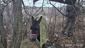 Lasttiere für die Front: Russische Truppen in der Ukraine setzen auf Esel