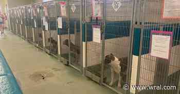 Wake County Animal Center temporarily closes due to canine illness