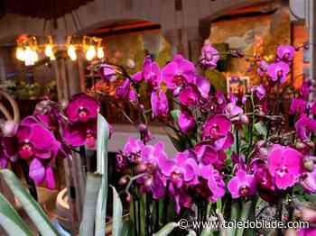 'A breath of spring': 2,400 orchids bloom as Toledo Zoo celebrates 125 years