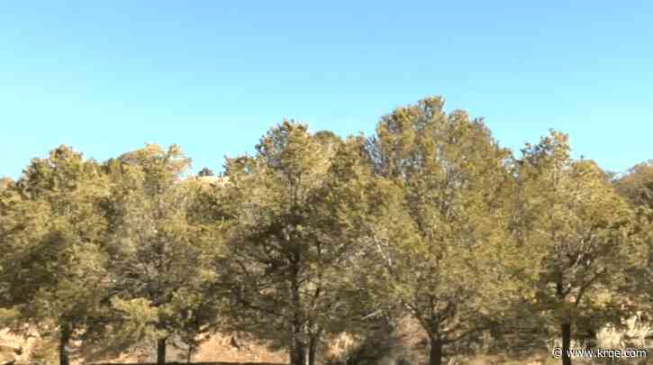 City of Santa Fe helping neighborhoods with wildfire mitigation and prevention