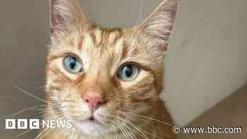 'Struggling' cat rescue centre pays £7k vet bill