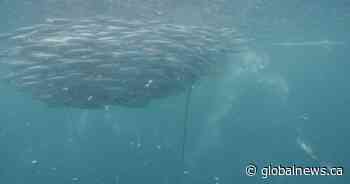 Critical B.C. herring being used for pet food say conservationists, First Nations