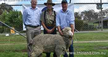 Glenburnie continue on from Armidale success at annual ram sale