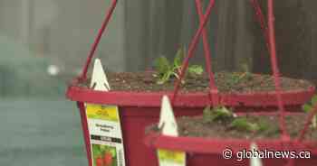 ‘Big repercussions, big concerns’: B.C. farmers worry about potential Trump tariffs