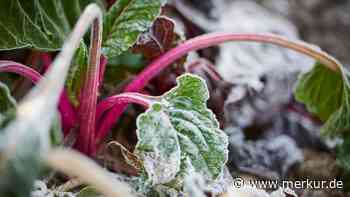 Planung für die Garten-Saison: Welches Gemüse jetzt vorgezogen werden sollte