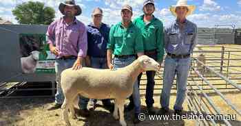 Return buyers play a pivotal role at Narranmore Poll Dorset ram sale