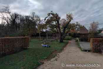 Zieke kerselaar verdwijnt uit het Park