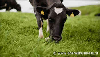 Ierse melkproductie barst nog net niet uit de voegen