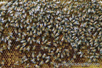 Facts of the Matter: Insects display emotions, indicating consciousness