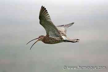 Farmers take to binoculars as Big Farmland Bird Count starts