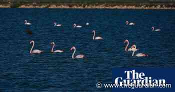 Week in wildlife in pictures: a newborn turtle, a tiny frog and a rare tiger