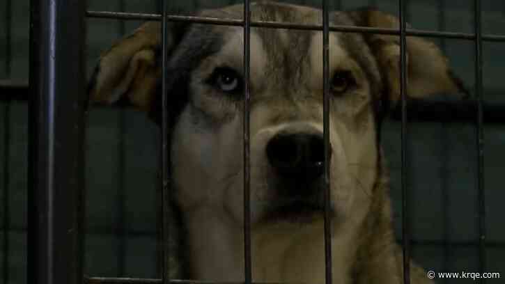 Bernalillo County housing some dogs at EXPO NM amid repairs and mold clean up at main shelter