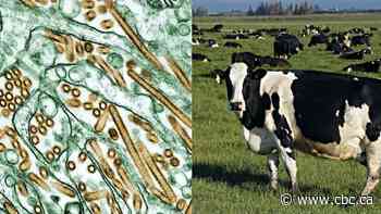 Another bird flu strain found in U.S. dairy cattle, USDA says