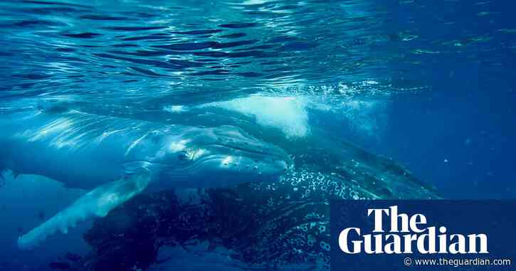 Humpback whale song and human language are more similar than you might think. Here’s why