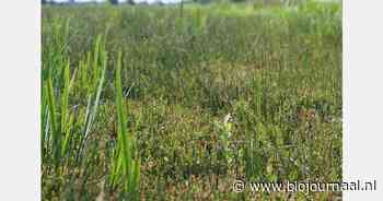 Groen Kennisnet webinar op 13 februari: Natte teelten op veen