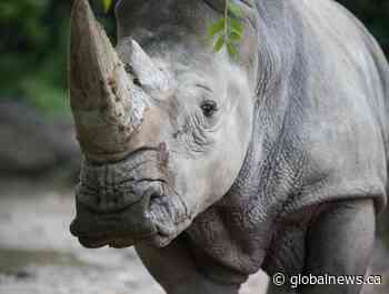 ‘Star animal’: Zoo says goodbye to 1st white rhinoceros born on Canadian soil