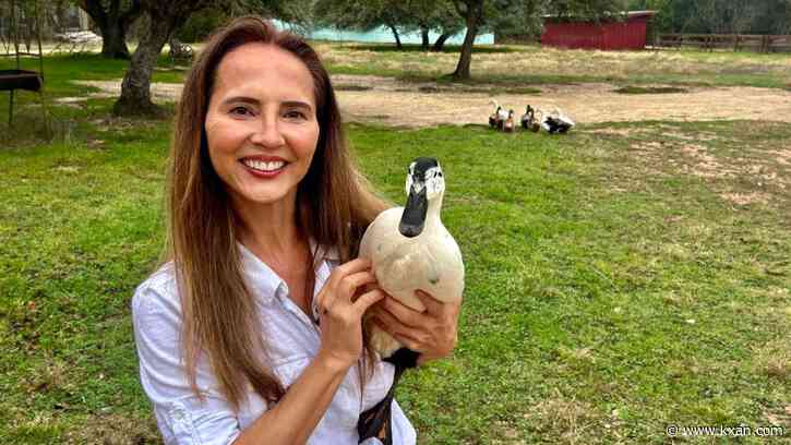 Hudson Bend woman raises duck eggs as chicken egg alternative