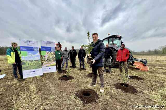 Stad Brugge start met proefaanplantingen in Beisbroek: “Bossen van de toekomst klimaatrobuust maken”