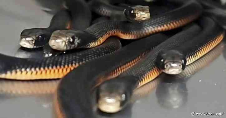 WATCH: The number of snakes removed from one Australian yard will make you shudder