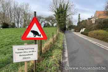 Padden ontwaken uit winterslaap en dus helpen twintig vrijwilligers van Natuurpunt Lennik hen de baan over