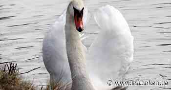 Landkreis Forchheim meldet Fälle von Geflügelpest - was jetzt zu beachten ist