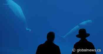Marineland euthanizes seven-year-old beluga after medical struggles
