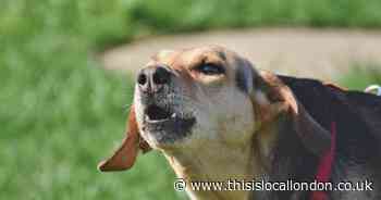 Man prosecuted for allowing dogs to be too noisy