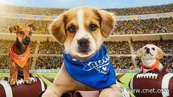 Puppy Bowl 2025: How to Stream the Canine Competition From Anywhere