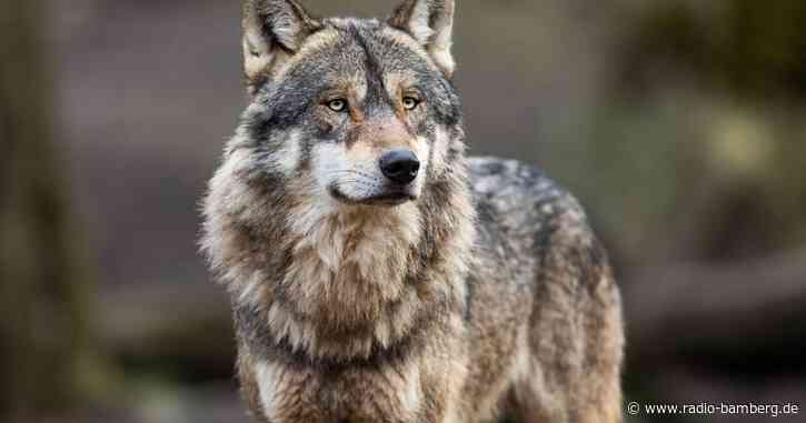 Paarungszeit der Wölfe