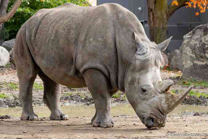 Quebec zoo announces death of Shaboola, first white rhino born in Canada