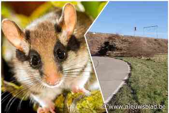 Infrabel vernietigt per ongeluk nestkasten van eikelmuizen: “Eén van de weinige plaatsen waar ze nog voorkomen”