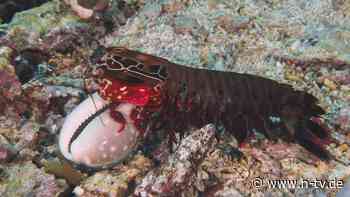 Ohne sich selbst zu verletzen: Fangschreckenkrebse hauen mit Rekord-Hieben zu